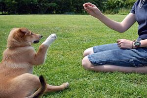 adiestrando a un perro