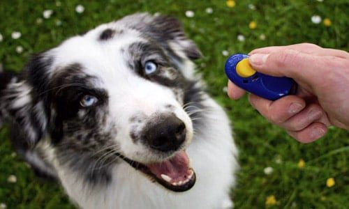 clase de adiestramiento canino