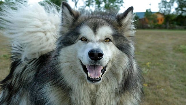 novela ambiente Posada Información sobre la raza canina Alaskan Malamute