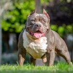 american bully perro2
