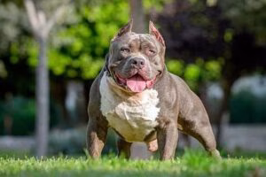 american bully perro2