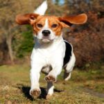 beagle perro