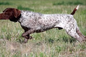 braco aleman cazando