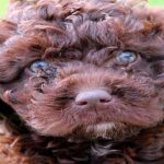 cachorro de perro de agua
