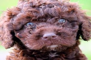 cachorro de perro de agua