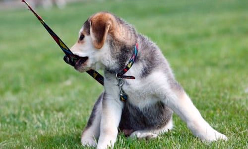 cachorro mordiendo la correa