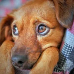 perrita