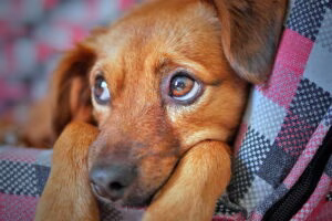 perrita