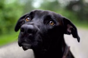 perro 1