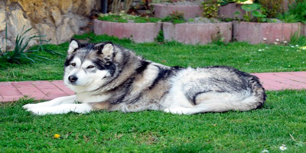 perro Alaskan Malamute tumbado en el jardin