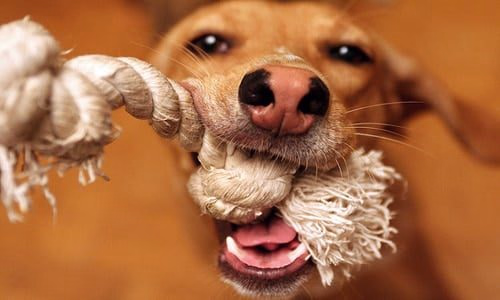 perro con el mordedor