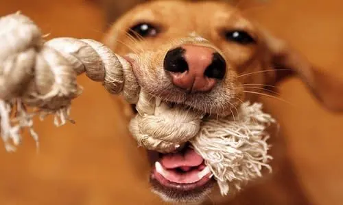 perro con el mordedor
