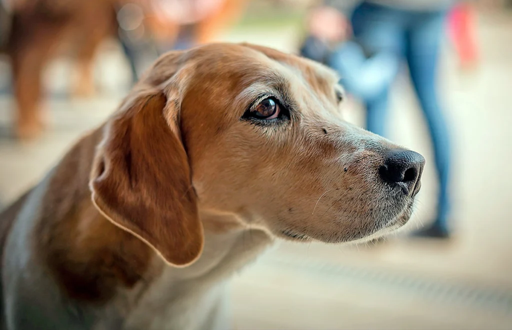 perro con sintomas de estres