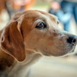 perro con sintomas de estres