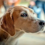 perro con sintomas de estres
