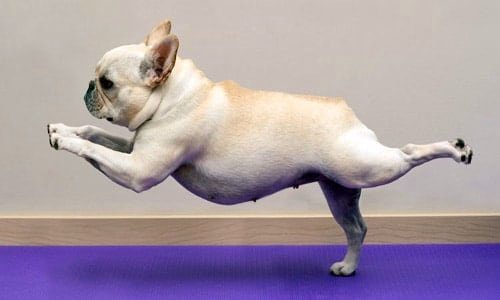 perro corriendo llama la atención