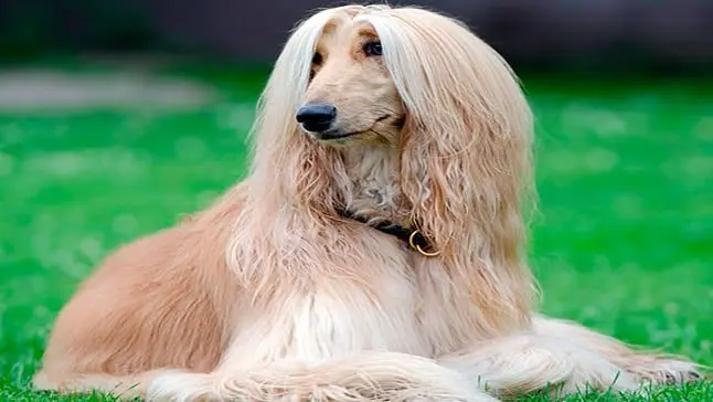 perro galgo afgano
