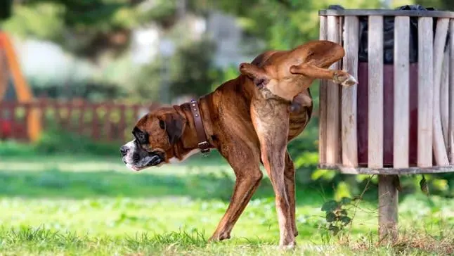 perro hace pipi