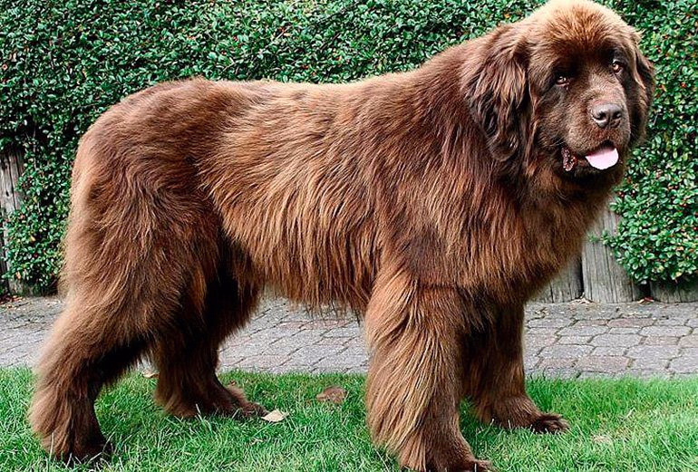 Perro macho Terranova