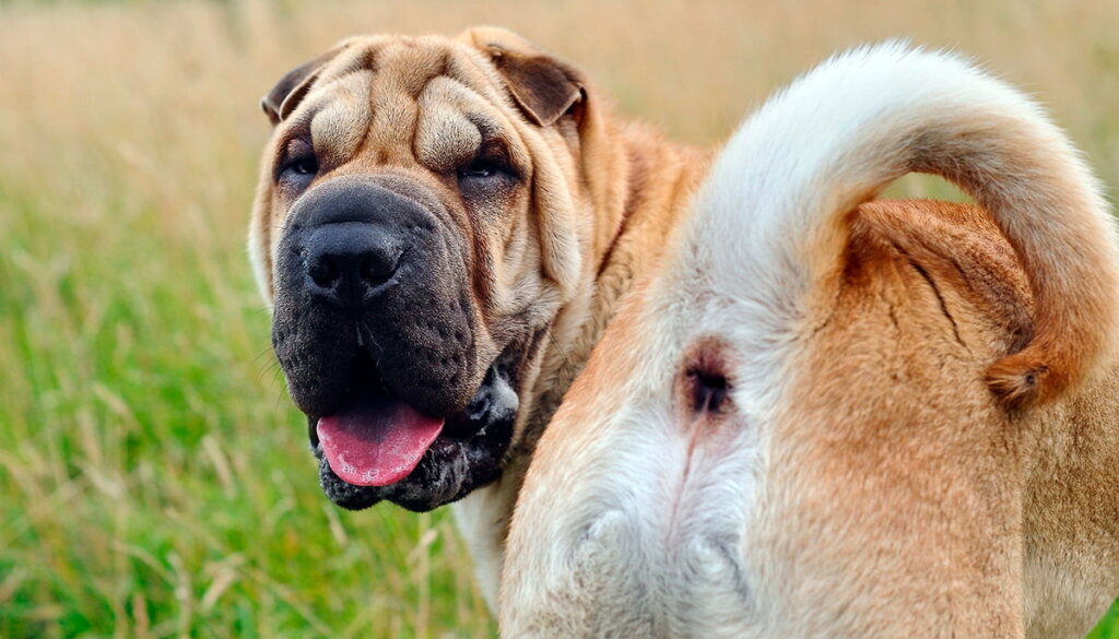 Mon chien lèche son anus raisons et solutions