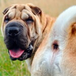 perro mostrando su ano