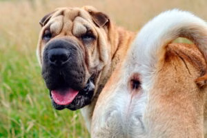 perro mostrando su ano