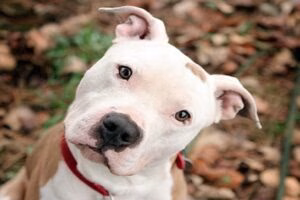 perro pitbull 1