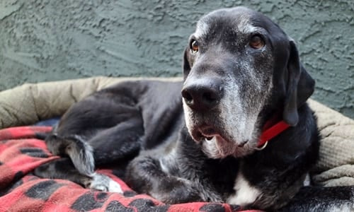 perro viejo en la cama