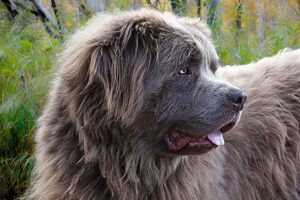 terranova gris en el bosque