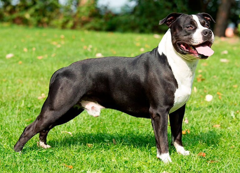 American Staffordshire Terrier : Carácter, cuidados y características