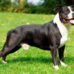 American Staffordshire Terrier en el jardín