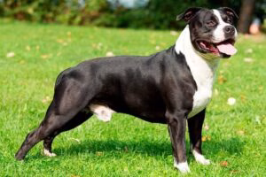 American Staffordshire Terrier en el jardín