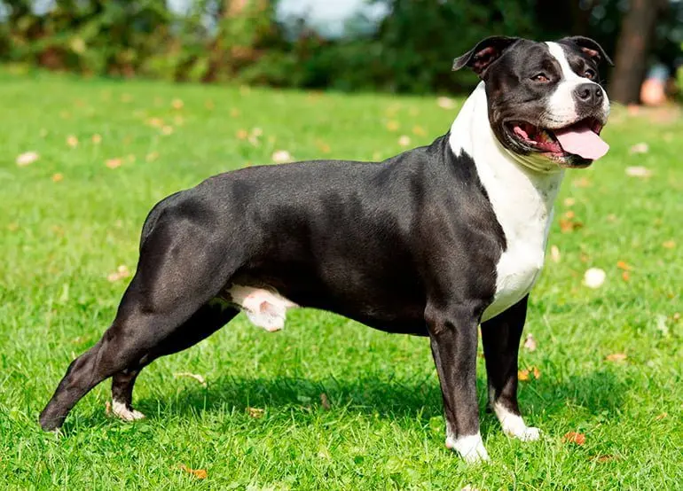 American Staffordshire Terrier en el jardín
