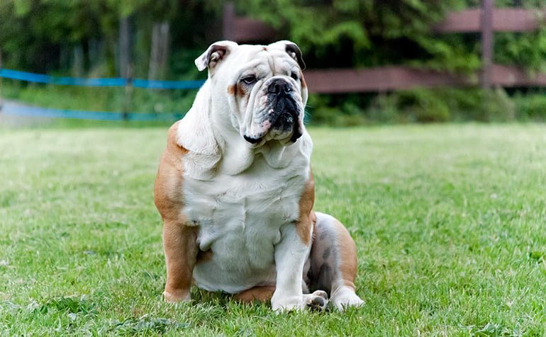 Bulldog-Inglés-sentado-sobre-el-cesped