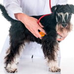 Examinando el corazon de un perro