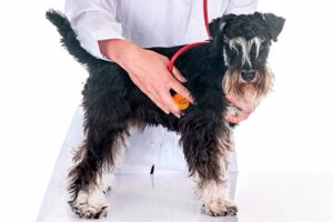 Examinando el corazon de un perro