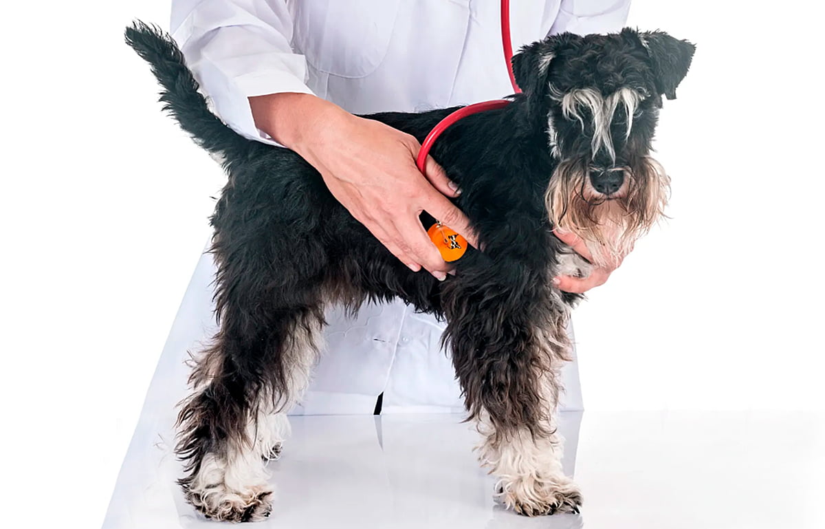 Soplo cardíaco en perros - Diagnóstico tratamiento