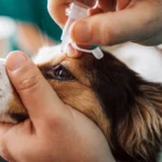 aplicando colirio al ojo de un perro con entropionm