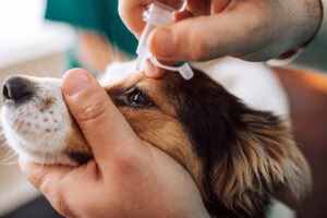 aplicando colirio al ojo de un perro con entropionm