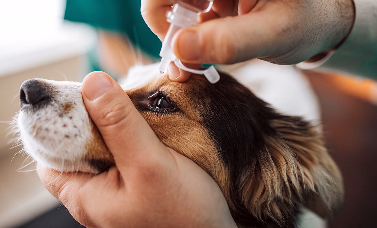 aplicando colirio al ojo de un perro con entropionm