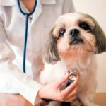 auscultando el corazon de un perro