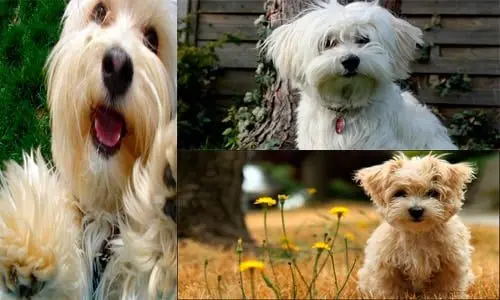 bichon habanero
