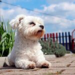 bichón maltés tumbado en la calle