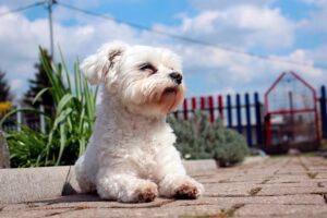 bichón maltés tumbado en la calle