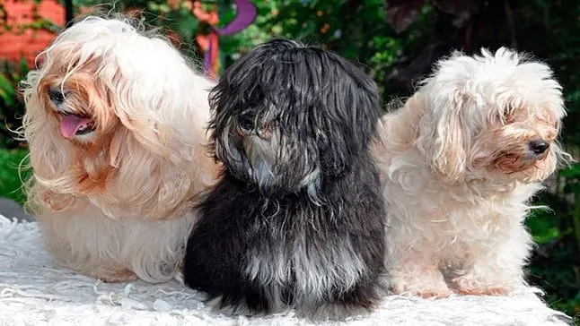 bichón