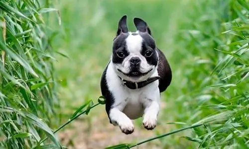 boston terrier corriendo