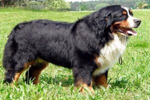 boyero de berna perro