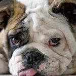 bulldog ingles perro