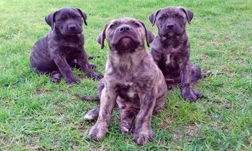 cachorro presa canario