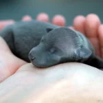 cachorro recien nacido